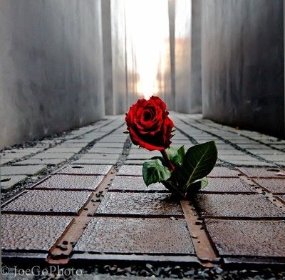 Rose Among Concrete Thorns by JoeGoPhoto - ViewBug.com Rose In The Concrete, Tupac Rose, Rose Concrete, Dear Momma, Concrete Rose, Cat Boots, Favorite Tattoos, Artistic Pictures, Youtube Banner