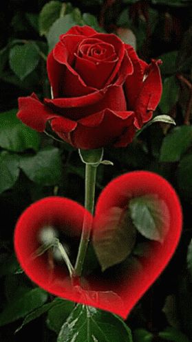 Rose Heart GIF - Rose Heart - Discover & Share GIFs Gif Rose, Love Rose Flower, Rose Belle, Rose Flower Wallpaper, Good Morning Flowers Gif, Beautiful Red Roses, Rose Heart, Flowers Gif, Rose Images