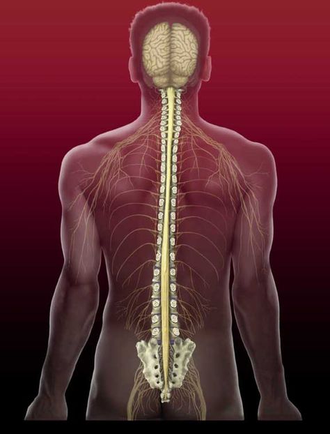 Coccyx Pain Relief, Spinal Column, Human Spine, Peripheral Nervous System, Craniosacral Therapy, Healing Mantras, Healing Codes, Energy Healing Reiki, Divine Healing