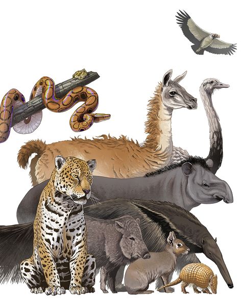 Design Portfolio Site, Wildlife Magazine, Amazon Animals, Animal Infographic, Fauna Illustration, 10 Animals, Prehistoric Wildlife, Animal Illustration Art, Tropical Animals