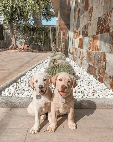 Labrador Moments® on Instagram: “We just learnt cactus aren’t best thing to play with...😂 📷 Credit 👇 @labrador_amberhazel - Tag your friends who needs to see this cuties❗🐕💕…” Dudley Labrador, Labrador Retriever Facts, Labrador Retriever Training, Puppies Labrador, Mexican Hairless Dog, Training Food, Cute Labrador, Hairless Dog, Lab Puppy