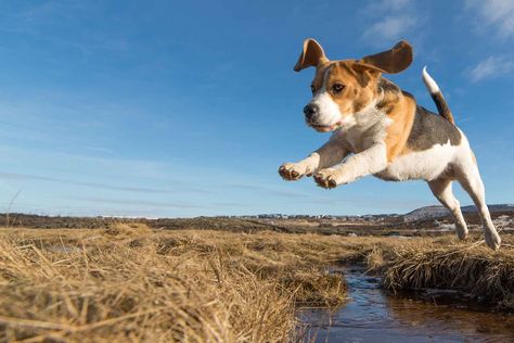 Dog Movement, Dog Jumping, Jumping Dog, Easiest Dogs To Train, What Dogs, Dog Training Techniques, Dog Obedience, Dog Training Obedience, Dog Sitting