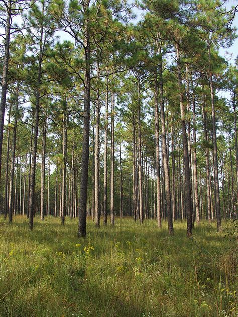 Longleaf Pine, Urban Forestry, Keystone Species, Habitat Destruction, Southern Pine, Evergreen Forest, Air Force Bases, Healthy Garden, Pine Forest