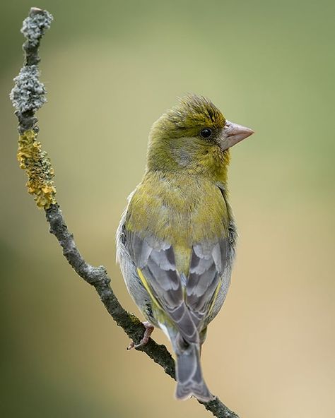 roenling , European Greenfinch  European_Greenfinch #nature #exclusive wildlife #exclusive_shots  #wildlifeplanet #wildlifephotography Greenfinch, Bird Pictures, Wildlife Photography, Birds, Animals, Photography, Instagram, Nature