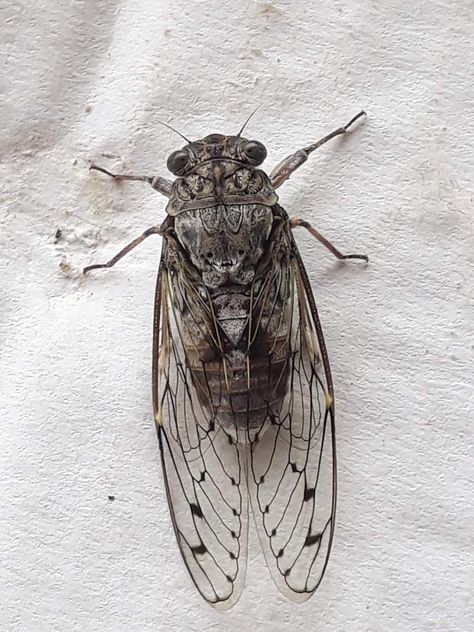 Cicada Aesthetic, Universe Poetry, Cicada Drawing, Cicada Art, Cicada Tattoo, Bug Art, Weird Tattoos, Elegant Tattoos, Moon Flower