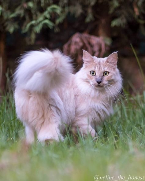 Cream Colored Cat, Grave Cleric, Cats Reference, Wc Oc, Cat And Dog Photos, Cat Poses, Cat References, House Cats, Cat Anatomy