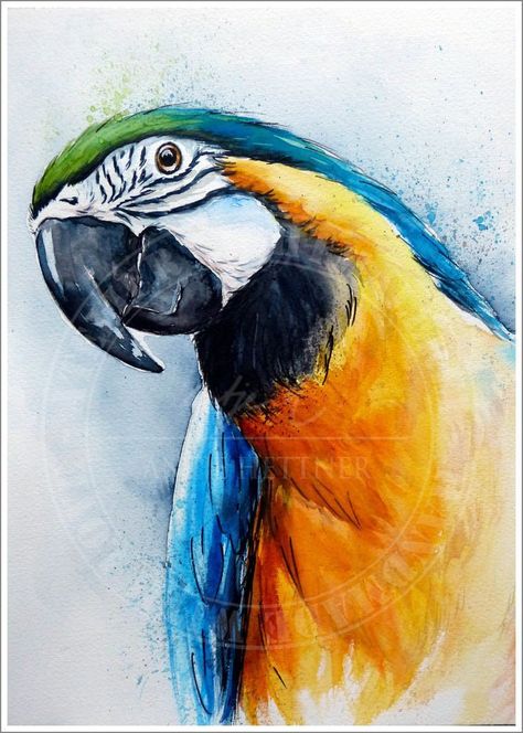 Bird Drawings Reference, Watercolor Art Animals, Watercolor Animal Paintings, Animal Watercolor Paintings, Watercolor Parrot Painting, Parrot Watercolor, Watercolour Bird, Animal Paintings Acrylic, Parrot Painting