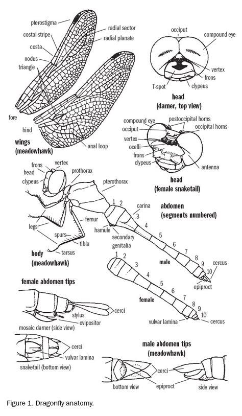 Dragonfly Anatomy Mixed Media Anatomy Art, Dragonfly Reference, Dragonfly Anatomy, Dragonflies Artwork, Butterfly Anatomy, Insect Anatomy, Dragonfly Artwork, Dragonfly Images, Dragonfly Drawing