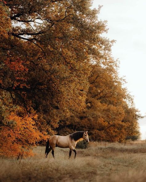 Chevaux • Instagram Horses In Autumn, Aesthetic Horse Pictures, Proverbs 21 31, Autumn Horse, Horses Palomino, Forest Fall, Horse Markings, Horse Posters, Horse Wallpaper