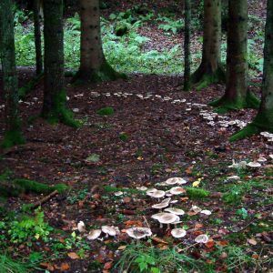 Fairy Rings: A magic portal or a lethal trap? - Magical Recipes Online--- writing inspiration Faerie Ring, Fairy Rings, Faerie Aesthetic, Fae Aesthetic, Magic Portal, Fairy Circle, Fairy Ring, Fairy Aesthetic, Magic Aesthetic