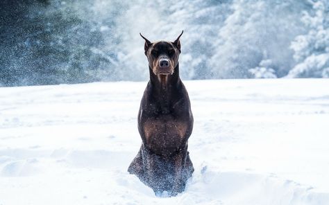 Doberman Pinscher Dog, Doberman Dogs, Random Inspiration, Guard Dogs, Appaloosa, Doberman Pinscher, Cane Corso, Clint Eastwood, Quarter Horse