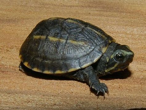 Mud Turtle, Turtles For Sale, Pet Tortoise, Types Of Turtles, Tortoise Care, Pet Turtle, Tortoise Turtle, Terrapin, Turtle Love