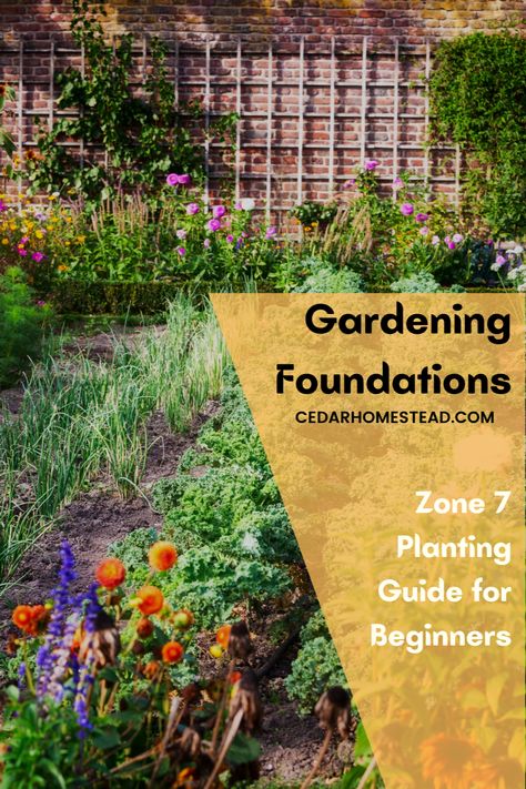 Are you new to zone 7 gardening? This planting guide will help orient you to the climate and expected growing conditions. From there, you can begin to plan your garden by choosing plants that are best suited to your area. With a little preparation and some research, you'll be well on your way to a bountiful harvest! Zone 7 Garden Plan, Zone 7 Planting Schedule, Zone 7 Gardening, Flower Planting Guide, Homestead Tips, Planting Schedule, Garden Front Of House, Planting Guide, Zone 7