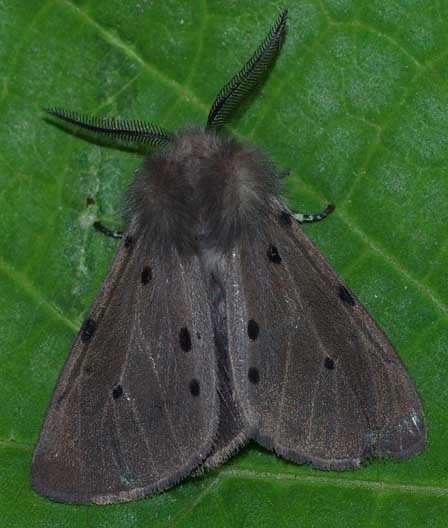 Fuzzy Moth, Fluffy Moths, Tattoo Papillon, Poodle Moth, Types Of Moths, Moth Species, Cute Moth, Small Moths, Cool Insects