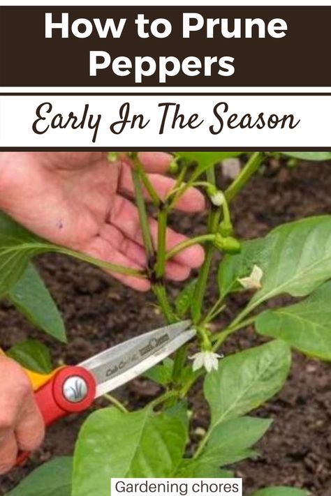 As is the case with the pruning of many popular garden vegetables, there are many opinions on whether or not pepper plants have to be pruned. Well, it really depends on whether or not you have the time. Pepper plant certainly do not need to be pruned, and you will still be able harvest many peppers from unpruned plants, but there are a number of great benefits that can arise if you do prune pepper plants. When To Harvest Peppers, Bell Pepper Plant Care, Topping Pepper Plants, Planting Peppers In Garden, How To Prune Pepper Plants, Pruning Pepper Plants, Pepper Plant Support, Pepper Plants Growing Tips, Pepper Trellis