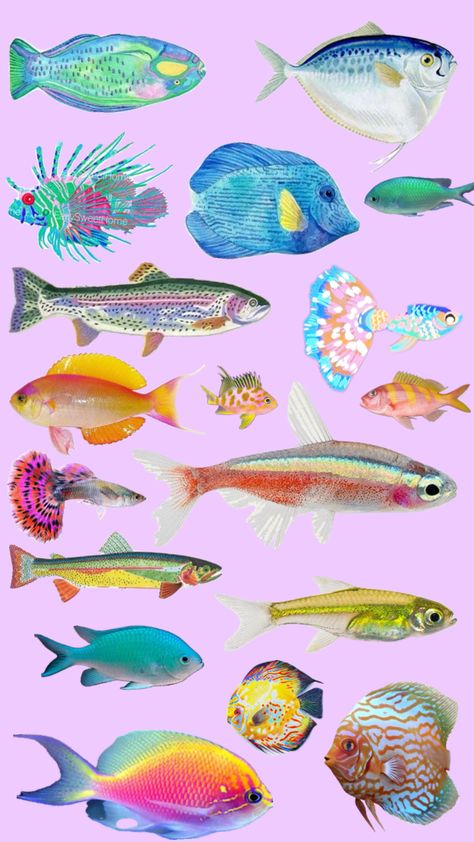 Tropical Fish Aesthetic, Beta Fish Illustration, Funky Fish Art, Shrinkadink Ideas, Reference Animals, Coral Illustration, Crayon Shirt, Ocean Fishes, Tropical Fish Art