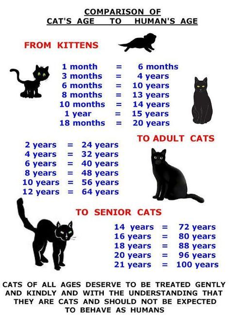 kitten age teeth - Google Search Cat Age Chart, Age Chat, Kitten Stuff, Cat Age, Katt Grejer, Cat Years, Tiger Cat, Cat Ages, Cat Language