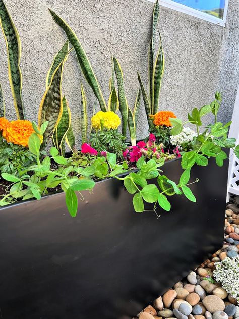 Long planter boxes