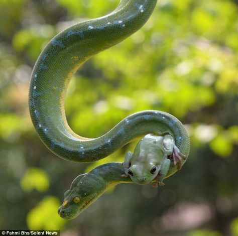 Emerald Tree Boa, Whites Tree Frog, Green Tree Frog, Unlikely Friends, Frog Pictures, Green Animals, Lovely Creatures, Tree Frogs, Animal Behavior