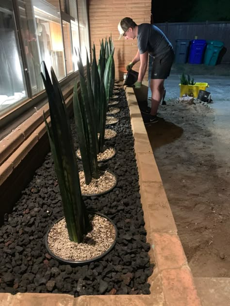 Snake Plant Planter Outdoor, All Rock Front Yard Landscaping Ideas, Rock On Side Of House, Black Lava Rock Landscape, Outdoor Snake Plant Ideas, Snake Plant Garden Outdoor, Black River Rock Landscaping Front Yard, Arizona Plants Backyards, Lava Rocks Landscaping