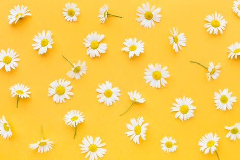 Top view daisies arrangement Free Photo | Free Photo #Freepik #freephoto #background #flower #floral #nature Bride Nail, White Paper Flowers, Violet Background, Tiny White Flowers, Daisy Wallpaper, Background Flower, Nice Pic, Minimalist Flowers, Carnation Flower