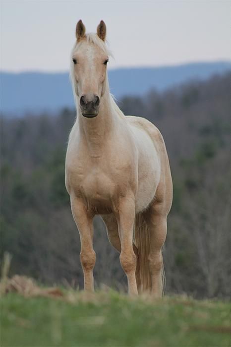 Isabella palomino - Isabella denotes a very pale colored palomino Palomino Mustang, Wild Palomino, Horses Aesthetic, Horse Colours, Horse House, Palomino Horses, Homesteading Animals, Wild Horses Photography, Horse Coat Colors