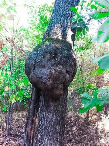 Mixed Media Wood Art, Bristlecone Pine Tree, Tree Burl, Wood Bowls Carving, Bushes And Shrubs, Red Maple Tree, Wood Burl, Purple Heart Wood, My Property