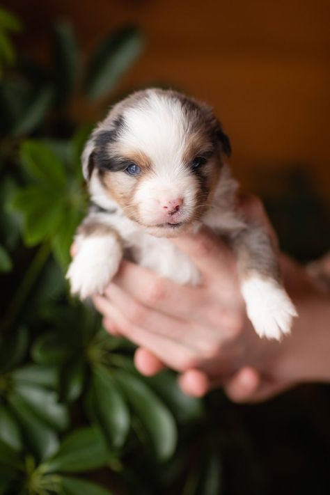 Aussie Mountain Doodle, Stimulation Activities, Sheepadoodle Puppy, Puppy Proofing, Australian Shepherd Mix, Aussie Shepherd, American Shepherd, Doodle Puppy, Bernese Mountain Dog