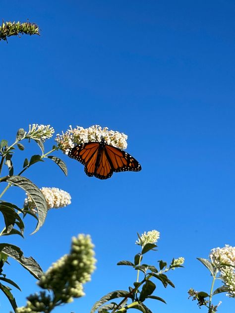 monarch butterfly blue skies Butterfly Astethic, Mariposas Aesthetic, Butterflies Aesthetic, Spring Butterfly, Beautiful Bugs, Wallpaper Nature Flowers, Butterfly Pictures, Monarch Butterfly, Nature Aesthetic