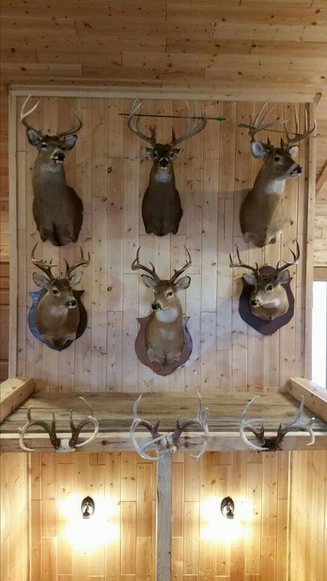 Trophy Wall, Hunting Room, Trophy Rooms, Color Decor, Deer Wall, Wall Ideas, Bath Remodel, Wild Life, Taxidermy