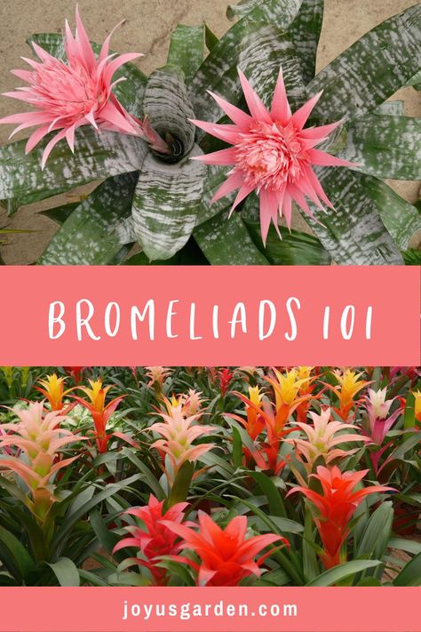 How To Propagate Bromeliads, Full Sun Bromeliads, Bromeliads Care Indoor, Bromeliad Garden Ideas, Potted Bromeliads, Bromeliads Care, Neoregelia Bromeliads, Jamaica Design, Flowers Language