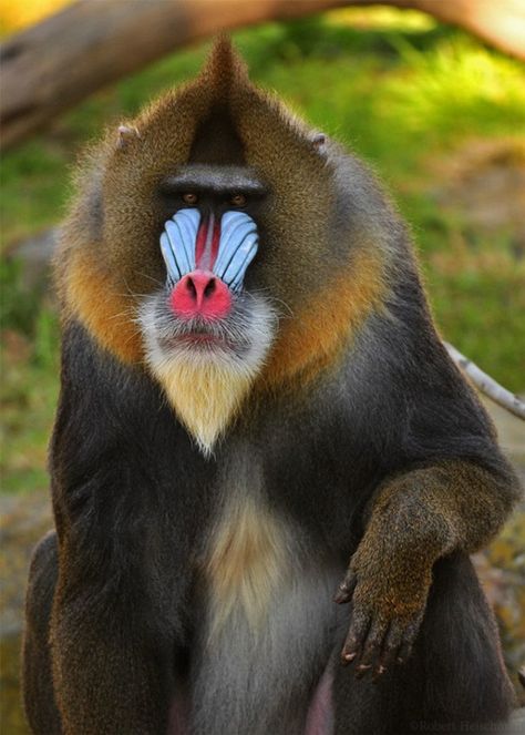 African Creatures, Mandrill Monkey, African Animals Photography, Head Honcho, Ape Monkey, Mandrill, Monkey Pictures, Wild Animals Pictures, Central Africa