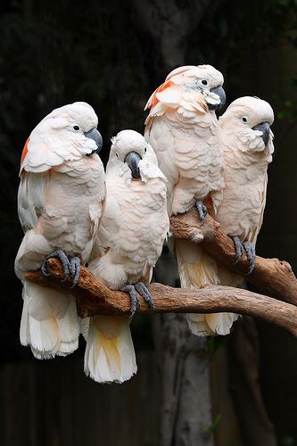 Moluccan cockatoo [salmon-crested cockatoo] (VU) Cacatoo Bird, Funny Cockatoo, Bloedel Conservatory, Goffins Cockatoo, Moluccan Cockatoo, Salmon Crested Cockatoo, White Parrot, Beautiful Parrots, Queen Elizabeth Park