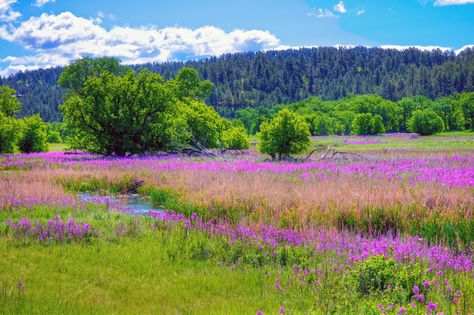 spring scenes | Purple rockets along a creek just east of Custer State Park in late ... Wildflowers Garden, Spring Scenes, Time For New Beginnings, Lovely Landscapes, Spring Scenery, Spring Scene, Custer State Park, Barn Painting, Spring Landscape