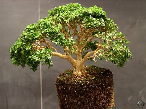 Teacup Mosaic, Boxwood Bonsai, Japanese Boxwood, Buxus Sempervirens, Box Hedging, Bonsai Tree Types, Bonsai Care, Bonsai Seeds, Miniature Trees