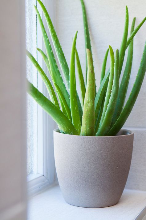 This Aloe Vera pleant is a natural beauty that not only enhances your home decor but also offers soothing benefits. Elevate your surroundings with the healing touch of Aloe Vera, bringing nature's goodness to your doorstep. I absolutly love these plants. They are easy to keep alive and you can split the leaf of an aloe plant to use the plant on your skin! ☺️ Aloe Vera Indoor, House Plants Decor Living Room, Aloe Plant Care, Plant Decor Living Room, Easy Indoor Plants, Indoor Plants Styling, Easy House Plants, Plant Indoor, Living Room Plants