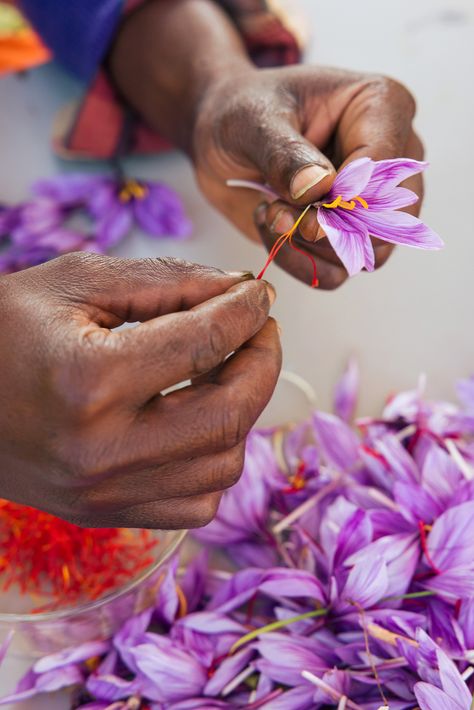 How To Grow Saffron At Home, Saffron Growing, Saffron Farming, Saffron Flower Photography, Saffron Farm, Growing Saffron, Saffron Cake, Saffron Chicken, Beautiful Kitchenware