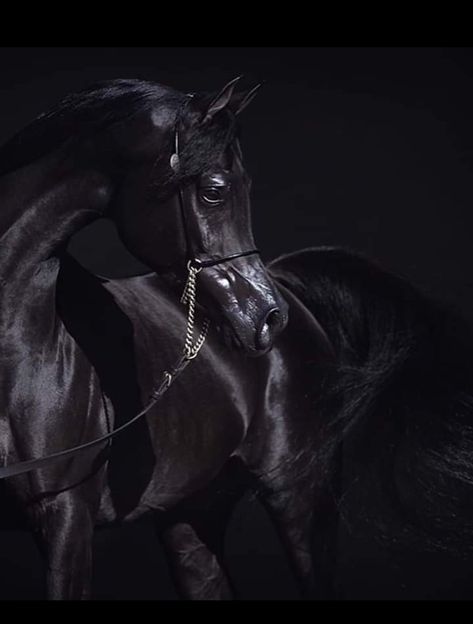 Black Arabian Stallion, Black Arabian Horse, Arabic Horse, Arabian Horse Art, Horse Images, Arabian Stallions, Dream Horse, Arabian Horses, Equine Art