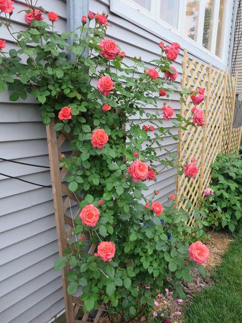 The C.I. America climbing rose bush in full glory!  I can see it from right under my window! America Climbing Rose, Rose Bush Trellis Ideas, Pruning Climbing Roses, Zuppa Toscana Soup Olive Garden, Climbing Roses Trellis, Rose Bush Care, Rose Plant Care, Flower Trellis, Rose Trellis