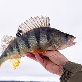 Person holding a yellow perch fish Perch Fish, Fish Photography, Yellow Perch, Ice Fishing Lures, Farm Pond, Perch Fishing, Winter Tips, Fish Hatchery, Winter Fishing