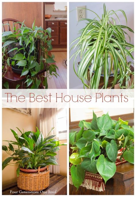 The most common house plants + my mom's love for her plants! Four Generations One Roof Best House Plants, Common House Plants, Spider Plant, Plants To Grow, Inside Plants, Gardening Flowers, Vivarium, Skirt Shoes, House Plants Indoor