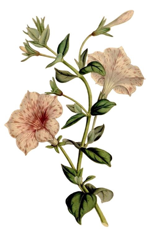 "Lovely Petunias. These botanical illustrations are from  vintage gardening magazines and botanical texts ranging from the  1700's to the early 20th century. They are scanned and then cleaned digitally and printed to share the wonderful art of past times. Cards are printed on Warm White 80 lb. cover stock and come with matching envelopes. They come in three sizes- 3.5\" x 5\" when folded, 4.5\" x 5.5\" when folded, and 5\"x 7\" when folded. They can be ordered in ten packs and you can ad your ow Antique Botanical Illustration, Vintage Botanical Art, Vintage Flower Watercolor, Vintage Flower Prints Free Printable, Vintage Plant Illustration, Vintage Flower Drawing, Vintage Flower Illustration, Floral Illustration Vintage, Image Flower