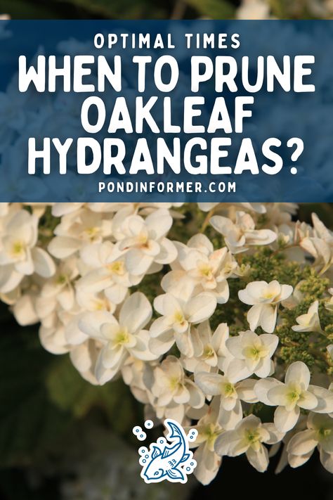 Achieve fuller and more beautiful Oakleaf Hydrangeas by mastering the art of pruning! Learn the ideal pruning schedule that encourages healthy growth, dense foliage, and abundant blooms, making your garden burst with color and life.

#OakleafHydrangeaPruning #GardeningTips #Pruning #Gardening #FlowerCareGuide #PlantCareGuide #OptimalPruning #Hydrangeas #PruneHydrangeas #Flower #PruningCare #Prune #PondInformer #FlowerCare #OakleafHydrangeas Oakleaf Hydrangea Landscape, Hydrangea Fertilizer, When To Prune Hydrangeas, Pruning Hydrangeas, Pond Netting, Pond Aerator, Hydrangea Quercifolia, Hydrangea Bloom, Oakleaf Hydrangea