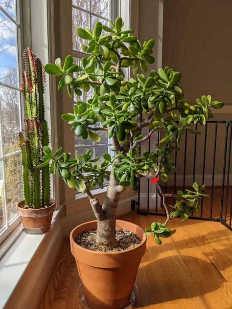 Jade Plant Pruning Step by Step (With Photos) - . Jade Tree Care, Jade Bonsai For Beginners, Prune Jade Plant, Jade Plant Pruning, Plant Advice, Jade Plant Bonsai, Easy Houseplants, Jade Plant Care, Pruning Plants