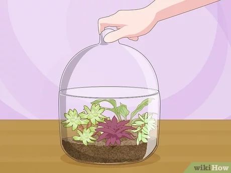 4 Simple Ways to Create Humidity for Indoor Plants - wikiHow Life Humidity Dome For Plants, Diy Humidity Dome, Plant Humidifier, Terrarium Closed, Diy Water Bottle, Plant Box, Succulents Indoor, It's Hard, Simple Way