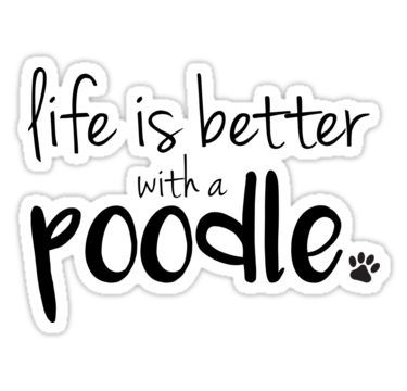 Toy Poodle Training, Poodle Sticker, Doodle Sticker, Mini Poodle, Yeti Cooler, Doodle Quotes, Poodle Grooming, Bulldog Breeds, Poodle Puppies