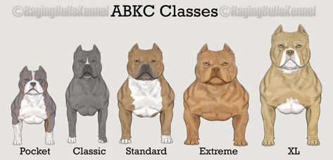 WHAT IS A POCKET SIZE AMERICAN BULLY? MICRO VS POCKET, STANDARD, XL & THE EXOTIC BULLY | Venomline Pitbull Colors, American Bully Kennels, American Bully Pocket, Bully Pitbull, Pocket Bully, Bully Breeds Dogs, American Pitbull, Bully Dog, Pitbull Puppies