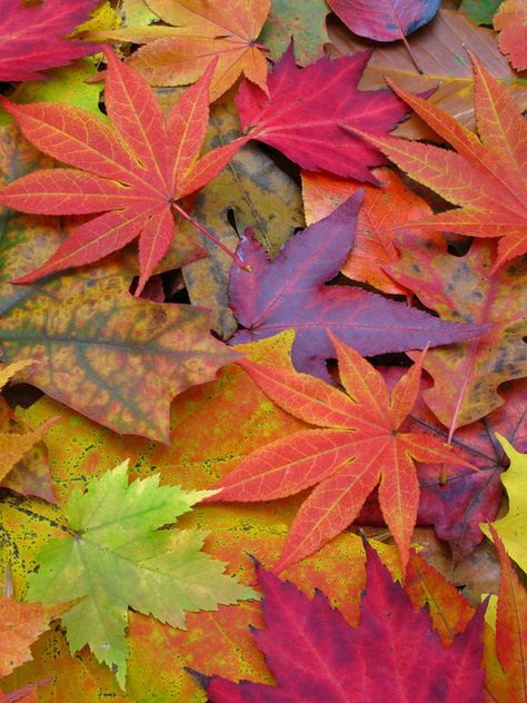 A Cornucopia of Color Credit: Steve Bower | shutterstockFrom buttery yellow to amber orange and burgundy red, leaves are beginning to turn brilliant hues all across the United States, heralding the arrival of fall as a chill fills the air. To celebrate this seasonal change, we've created a gallery displaying a rainbow of fall leaves. Brand Esthetics, Batik Nusantara, Leaves On The Ground, Colored Leaves, Pressed Leaves, Autumn Beauty, Fall Pictures, Lombok, On The Ground