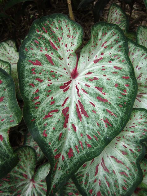 Caladium Gingerland, Caladium Garden, New Guinea Impatiens, Shady Gardens, Shade Garden Plants, Elephant Ear Plant, Botanical Floral Art, Dark Lavender, Garden Shrubs