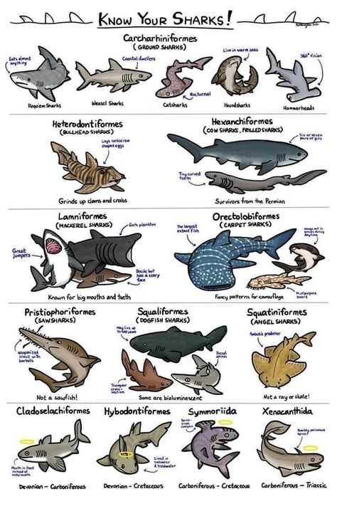 Shark Species Chart, Marine Biology Aesthetic Notes, Shark Types, Different Types Of Sharks, Animal Biology, Oceanography Marine Biology, Animal Infographic, Shark Species, Types Of Sharks